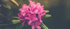 Preview wallpaper flower, bud, petals, bright