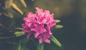 Preview wallpaper flower, bud, petals, bright