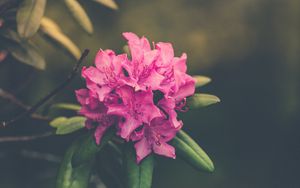 Preview wallpaper flower, bud, petals, bright
