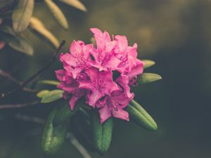 Preview wallpaper flower, bud, petals, bright