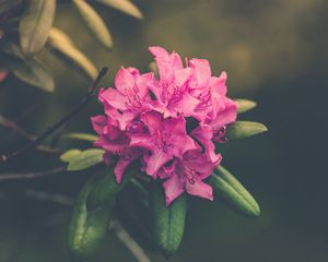 Preview wallpaper flower, bud, petals, bright