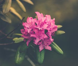 Preview wallpaper flower, bud, petals, bright