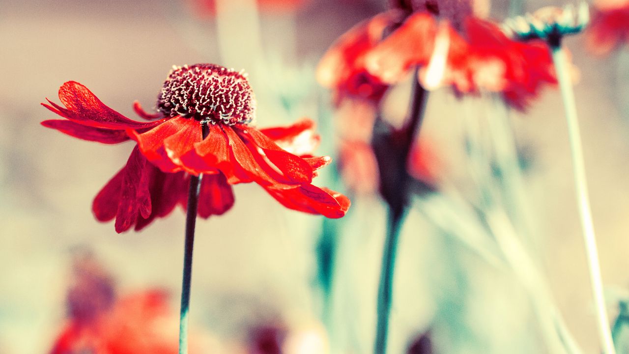 Wallpaper flower, bud, petals, blur