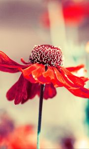 Preview wallpaper flower, bud, petals, blur