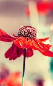 Preview wallpaper flower, bud, petals, blur