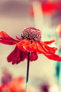 Preview wallpaper flower, bud, petals, blur