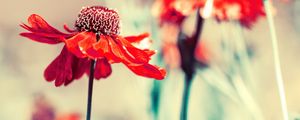 Preview wallpaper flower, bud, petals, blur