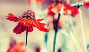 Preview wallpaper flower, bud, petals, blur