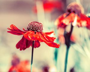 Preview wallpaper flower, bud, petals, blur