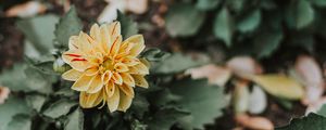 Preview wallpaper flower, bud, petals, bush