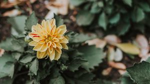 Preview wallpaper flower, bud, petals, bush