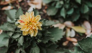 Preview wallpaper flower, bud, petals, bush