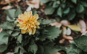 Preview wallpaper flower, bud, petals, bush