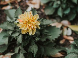 Preview wallpaper flower, bud, petals, bush