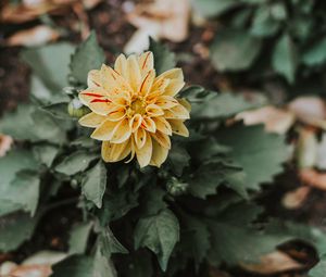 Preview wallpaper flower, bud, petals, bush