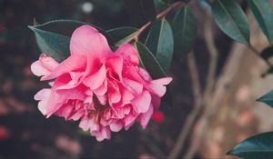Preview wallpaper flower, bud, petals, pink