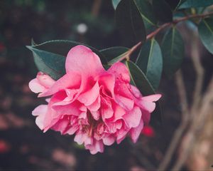 Preview wallpaper flower, bud, petals, pink