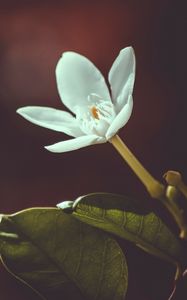 Preview wallpaper flower, bud, petals, blur