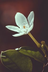 Preview wallpaper flower, bud, petals, blur