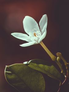 Preview wallpaper flower, bud, petals, blur