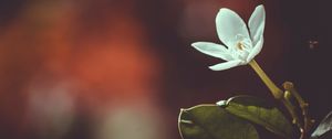 Preview wallpaper flower, bud, petals, blur