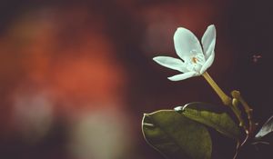 Preview wallpaper flower, bud, petals, blur