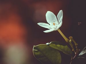 Preview wallpaper flower, bud, petals, blur
