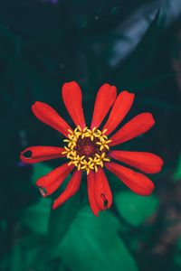 Preview wallpaper flower, bud, petals