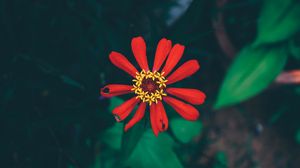 Preview wallpaper flower, bud, petals