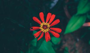 Preview wallpaper flower, bud, petals