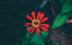 Preview wallpaper flower, bud, petals