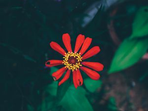 Preview wallpaper flower, bud, petals