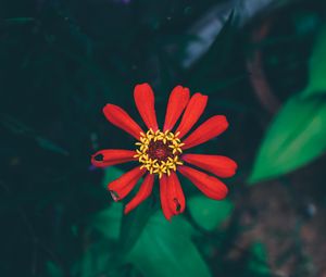 Preview wallpaper flower, bud, petals