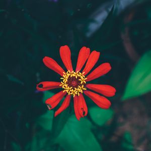 Preview wallpaper flower, bud, petals