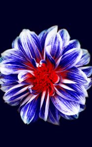 Preview wallpaper flower, bud, petals