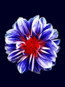 Preview wallpaper flower, bud, petals