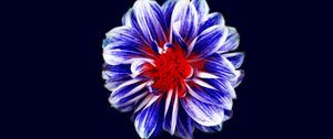 Preview wallpaper flower, bud, petals