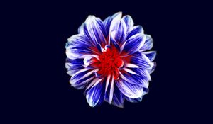 Preview wallpaper flower, bud, petals