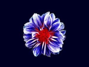 Preview wallpaper flower, bud, petals