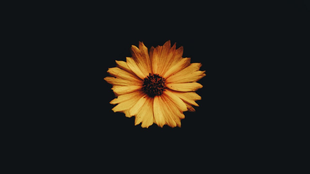 Wallpaper flower, bud, petals, dark background