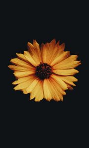 Preview wallpaper flower, bud, petals, dark background