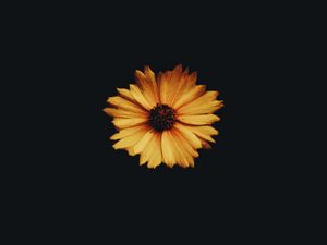 Preview wallpaper flower, bud, petals, dark background