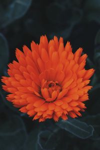 Preview wallpaper flower, bud, petals, red