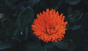 Preview wallpaper flower, bud, petals, red