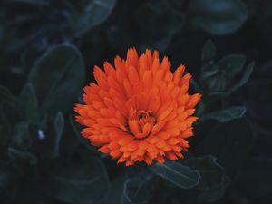 Preview wallpaper flower, bud, petals, red