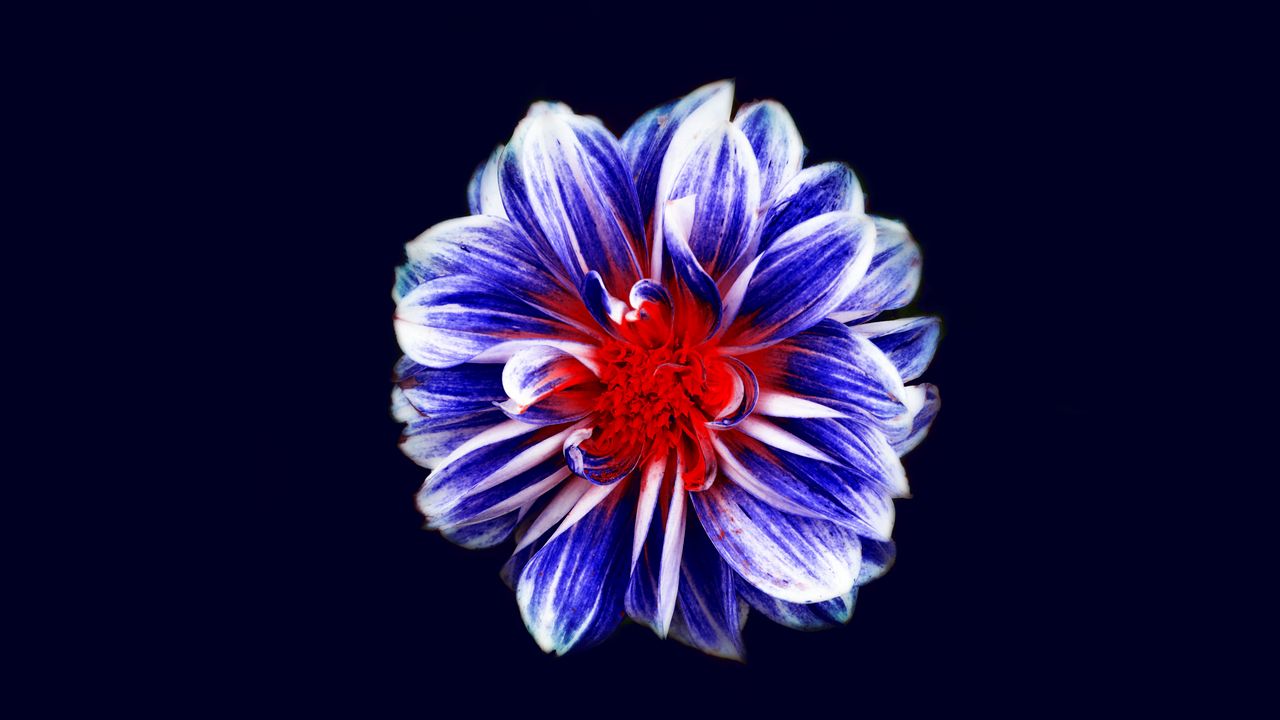 Wallpaper flower, bud, petals, purple, red