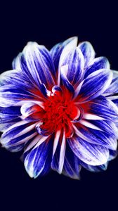 Preview wallpaper flower, bud, petals, purple, red