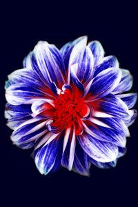 Preview wallpaper flower, bud, petals, purple, red