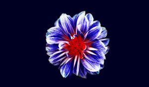 Preview wallpaper flower, bud, petals, purple, red