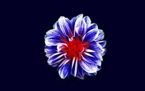 Preview wallpaper flower, bud, petals, purple, red